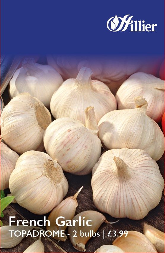 5015882019359 French Garlic Topadrome