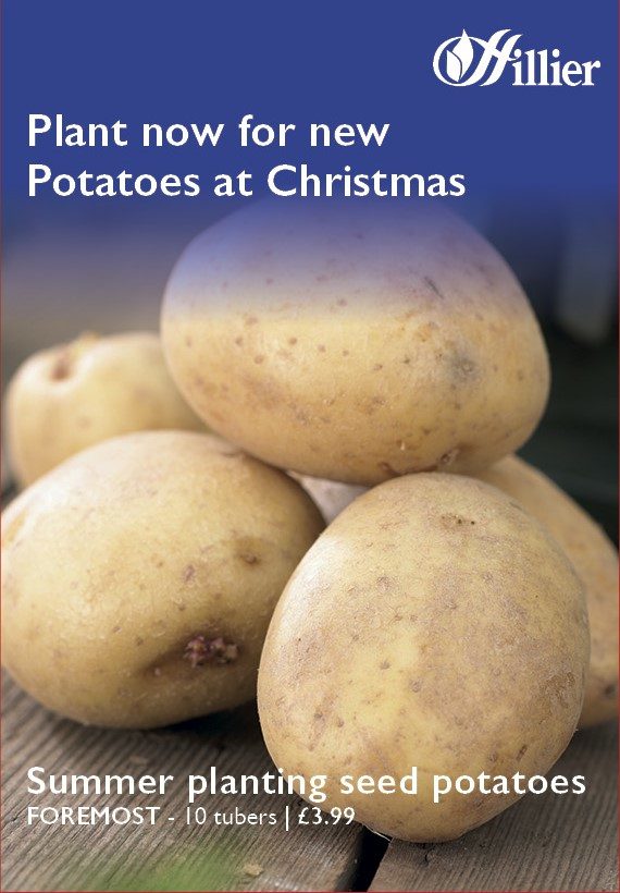 Foremost Seed Potatoes 5015882036486