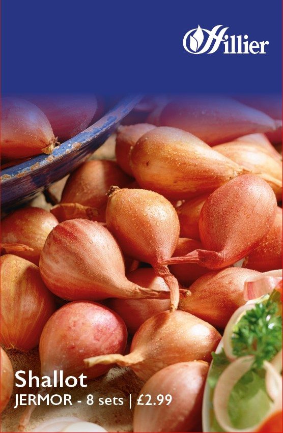 Jermor Shallot Bulbs 5015882108312