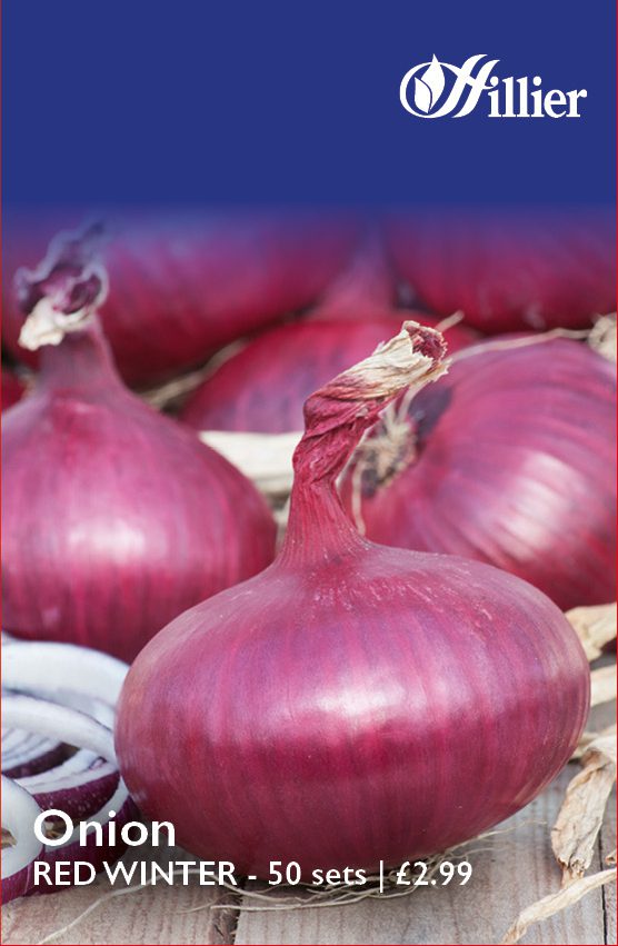 5015882108947 Onion Red Winter