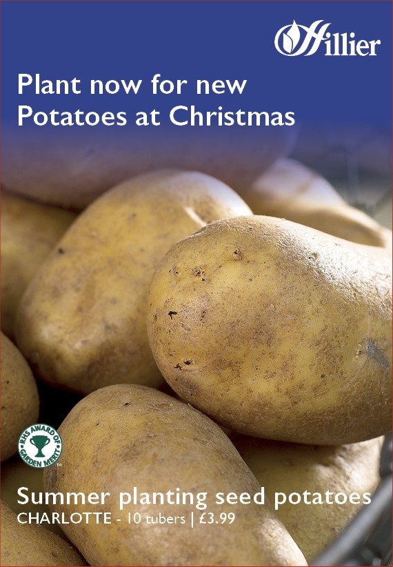 Charlotte Seed Potatoes 5015882110650