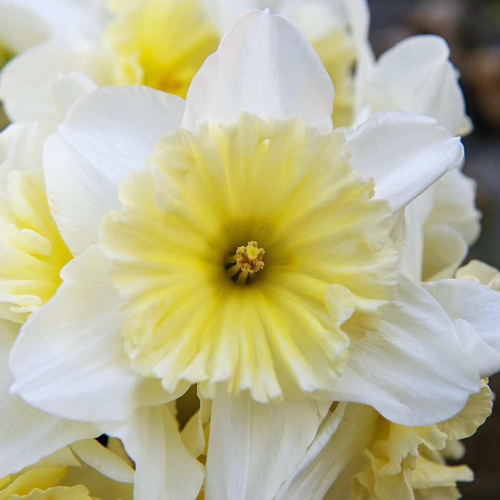 Daffodil Ice Follies Bulbs 1.5kg 5035714014680