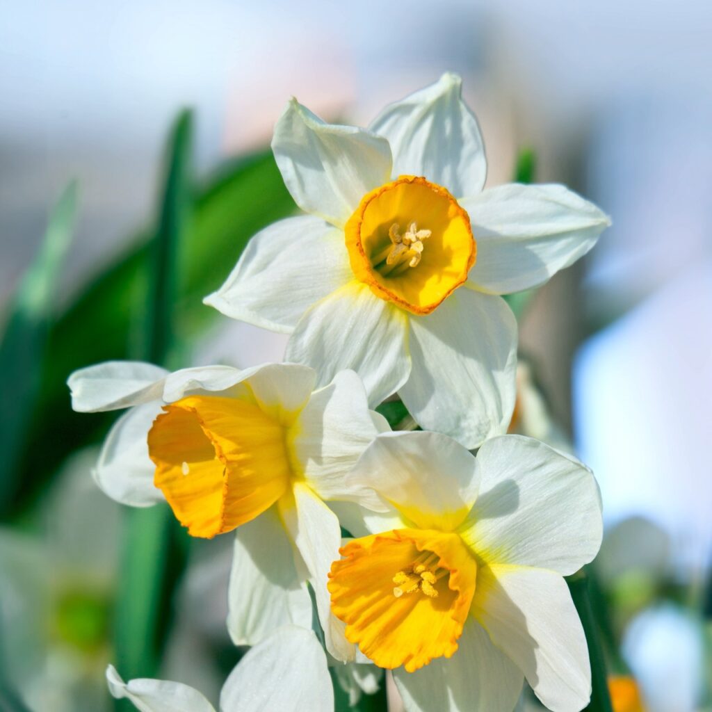 Daffodil Sempre Avanti Bulbs 1.5kg 5035714014697