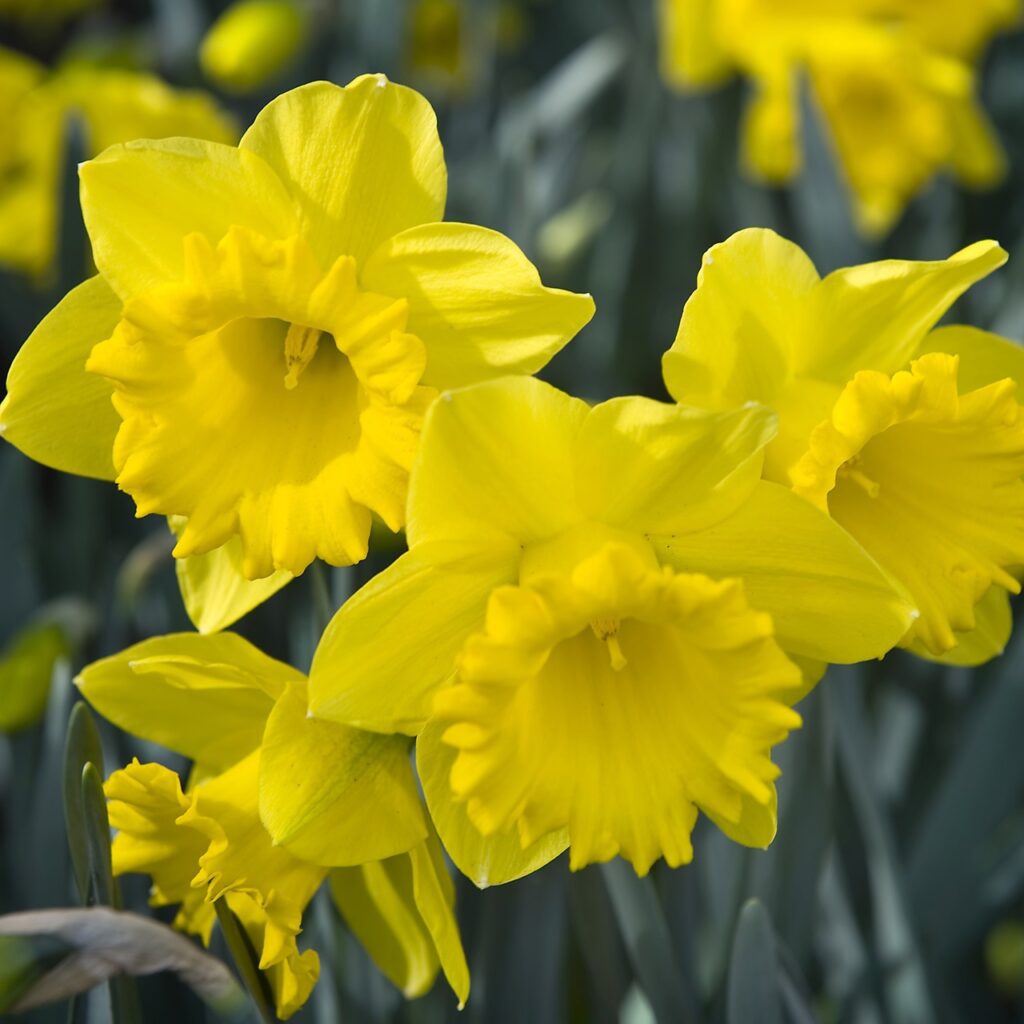 Daffodil Dutch Master Bulbs 1.5kg 5035714014727