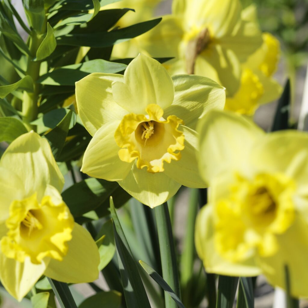 Daffodil Unsurpassable Bulbs 1.5kg 5035714014734