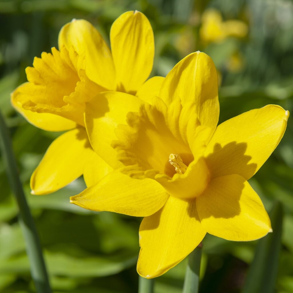 Daffodil Scottish Gold Bulbs 1.5kg 5035714014765