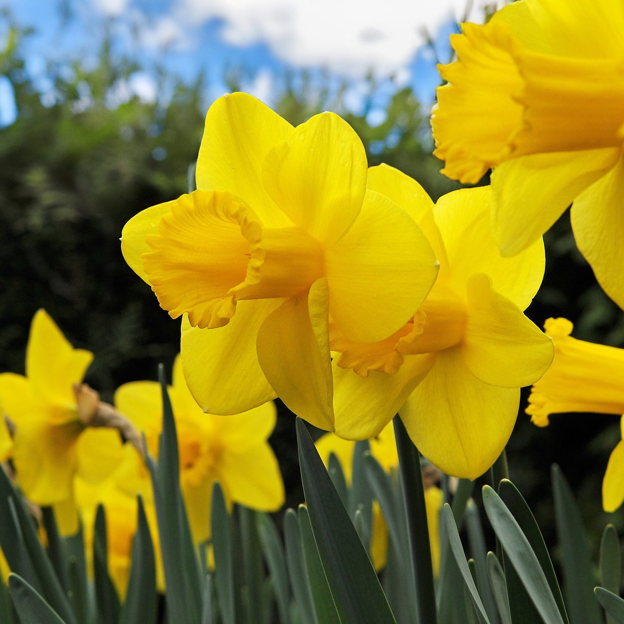 Narcissus Carlton