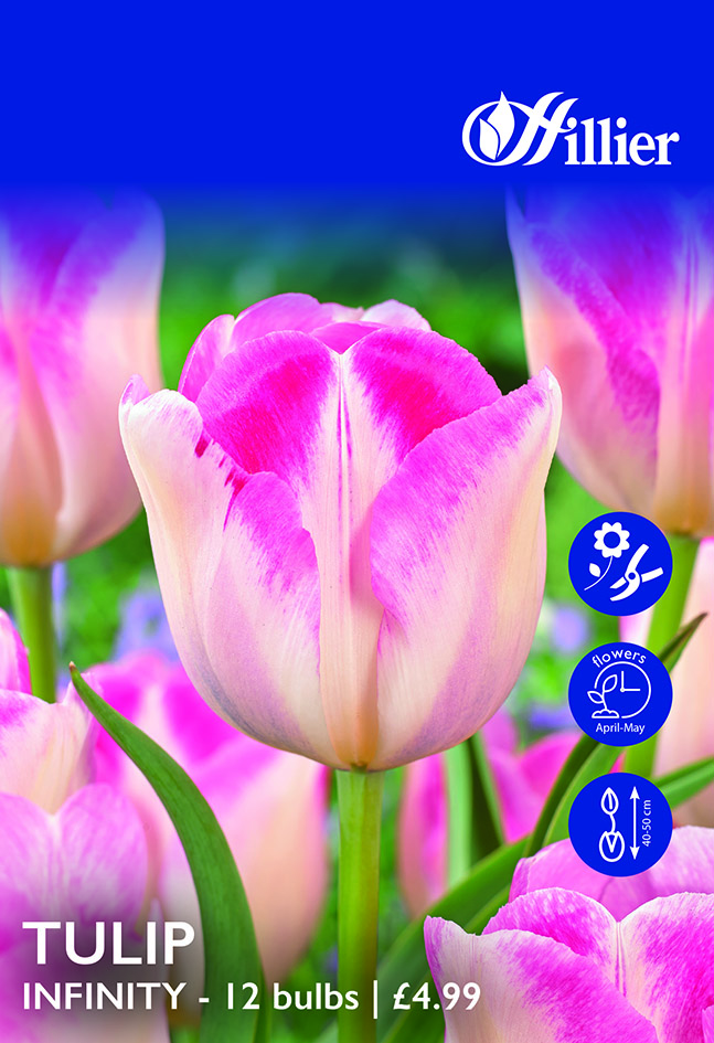 Tulip Bulbs Infinity 8718641995631