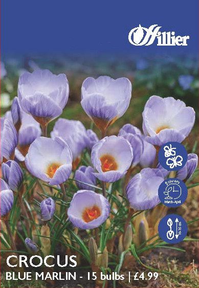 Crocus Blue Marlin Bulbs 8718641997833