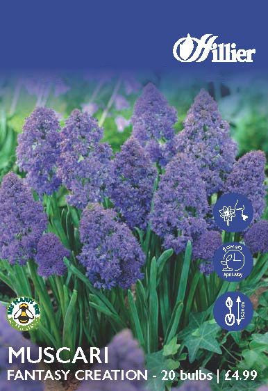 8718641997864 1 Muscari Fantasy Creation