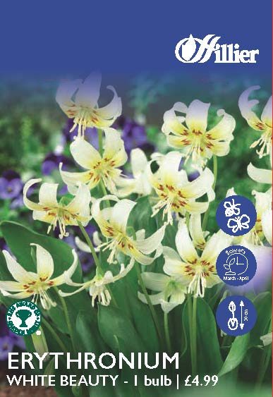 8718641997901 Erythronium White Beauty Bulbs