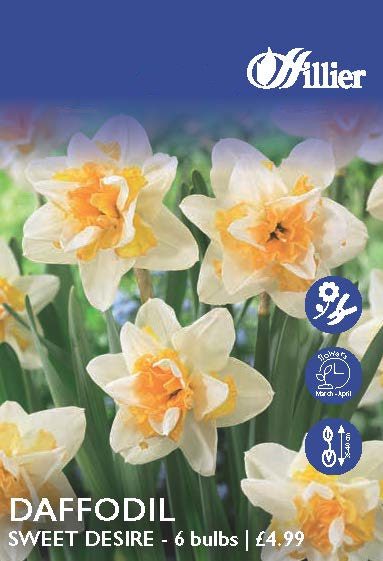 Daffodil Sweet Desire Bulbs 8718641997949