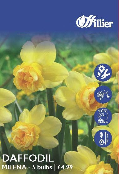 Daffodil Milena Bulbs 8718641997963