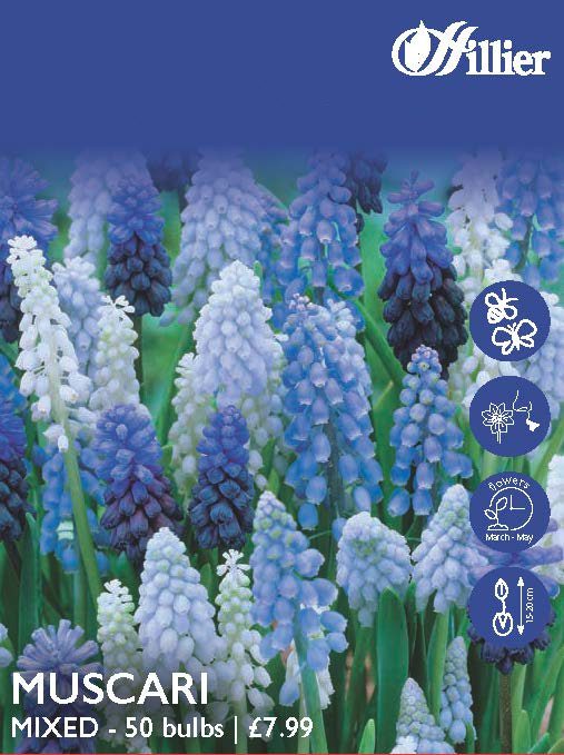 8718641998007 1 Muscari Mixed