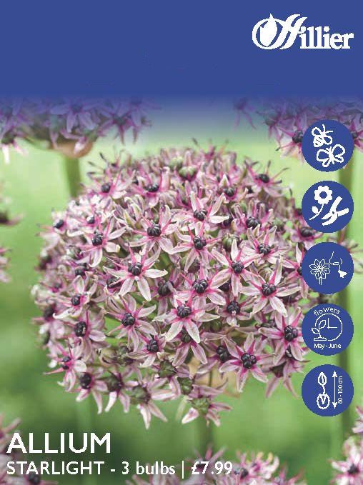 Allium Starlight Bulbs 8718641998014