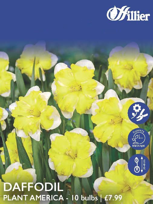 Daffodil Plant America Bulbs 8718641998021