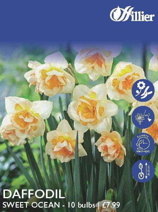 Daffodil Sweet Ocean Bulbs 8718641998038