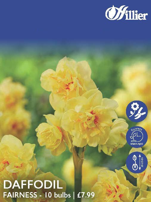 8718641998045 1 Daffodil Fairness