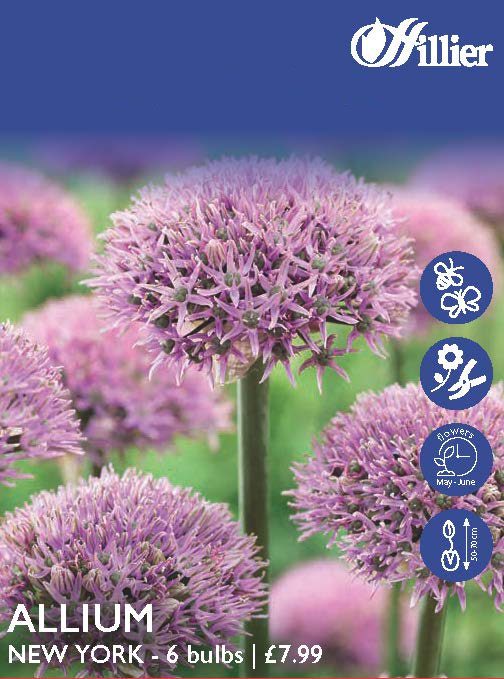 Allium New York Bulbs 8718641998052