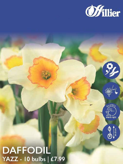 Daffodil Yazz Bulbs 8718641998069