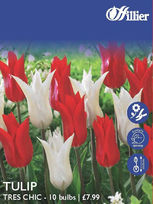 Tulip Tres Chic & Istanbul Bulbs 8718641998076