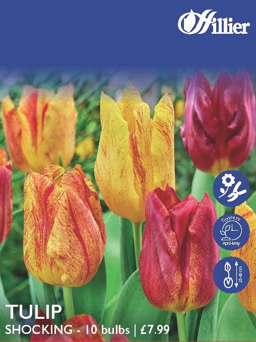 Tulip Shocking Bulbs 8718641998083