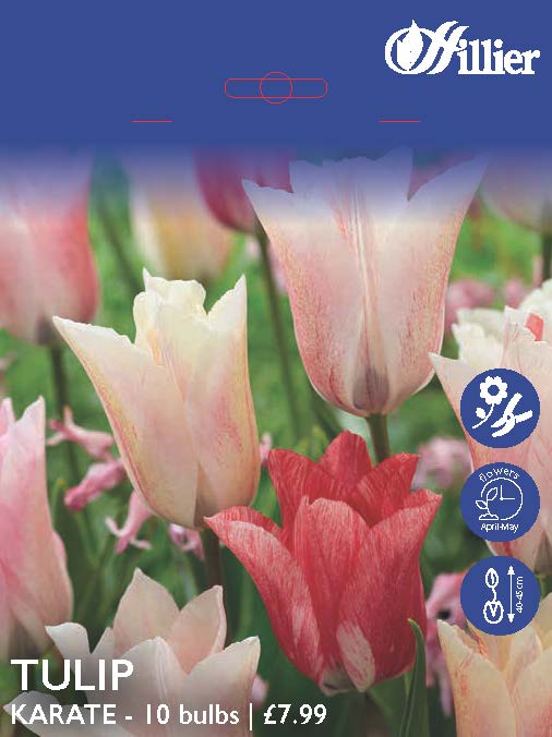 8718641998090 Tulip Karate Bulbs