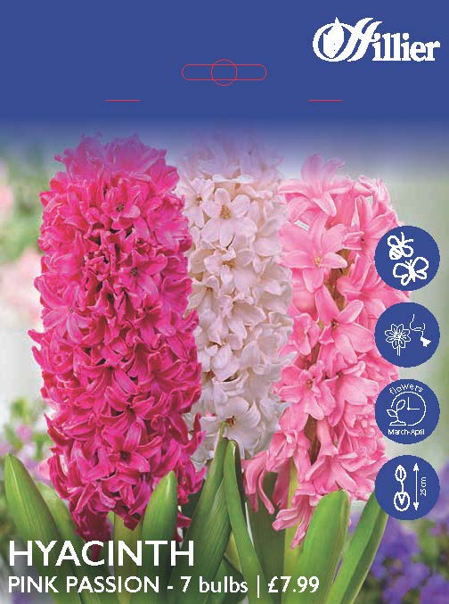 Hyacinth Pink Passion Collection Bulbs 8718641998106