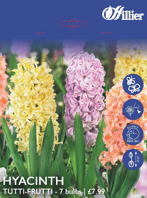 Hyacinth Tutti Frutti Collection Bulbs 8718641998113