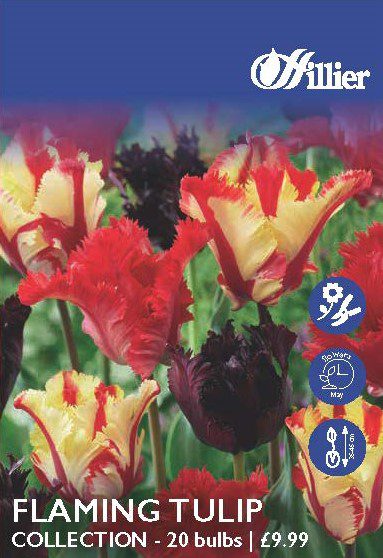 8718641998120 1 Flaming Tulip Collection HC758