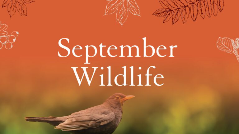 Garden Wildlife in September Banner