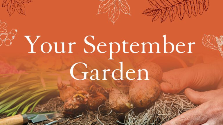 Your September Garden Top Tips and Advice Banner