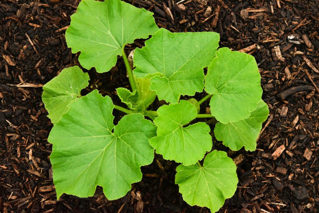 aerial view young pumpkin plant with mulch 1920 1280