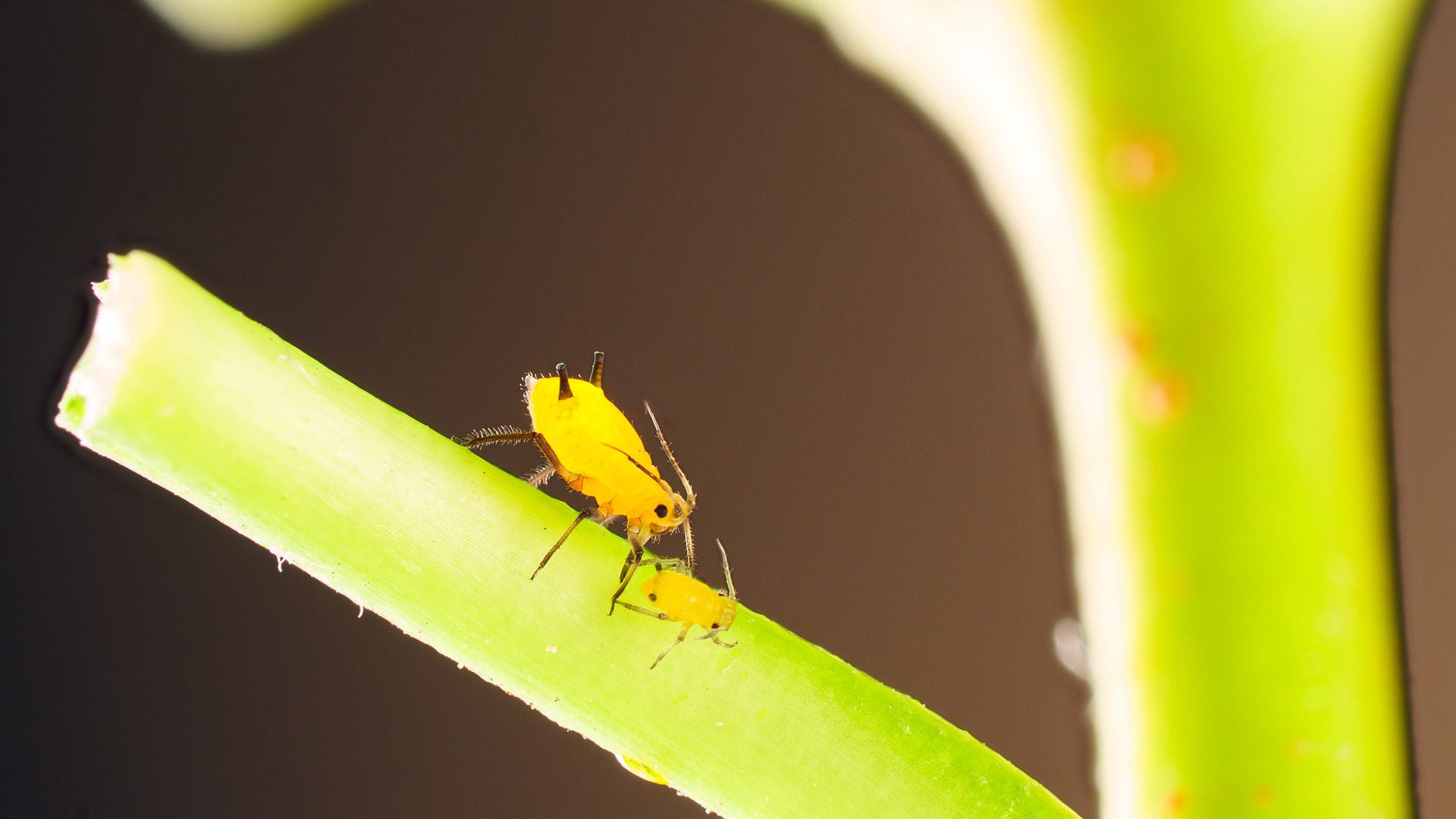 aphid on a plant