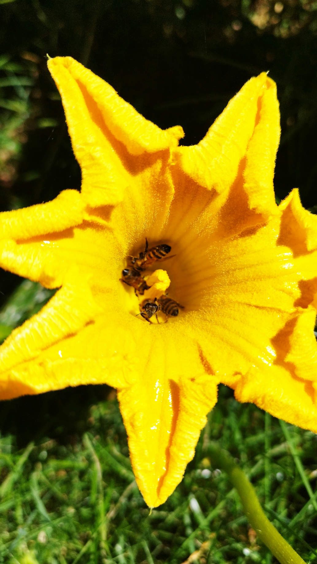 pumpkin flower with pollinators on 1080 x 1440