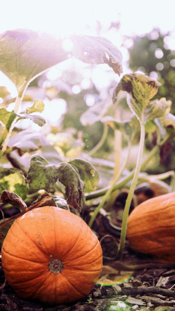 pumpkin patch close up of pumpkin 500 x 100