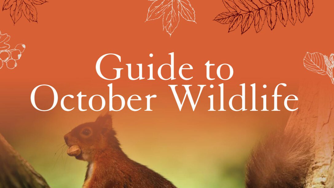 Guide to October Wildlife