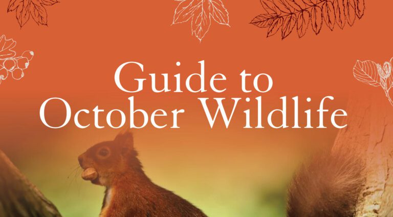 Guide to October Wildlife