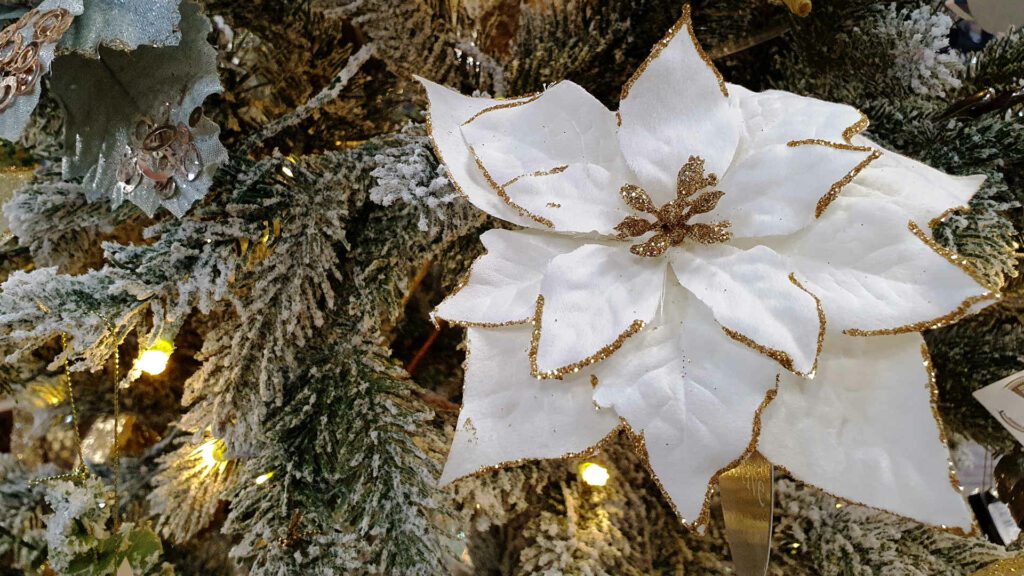 white poinsettia on a tree