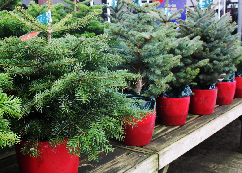 pot grown christmas trees on a bench in red pots