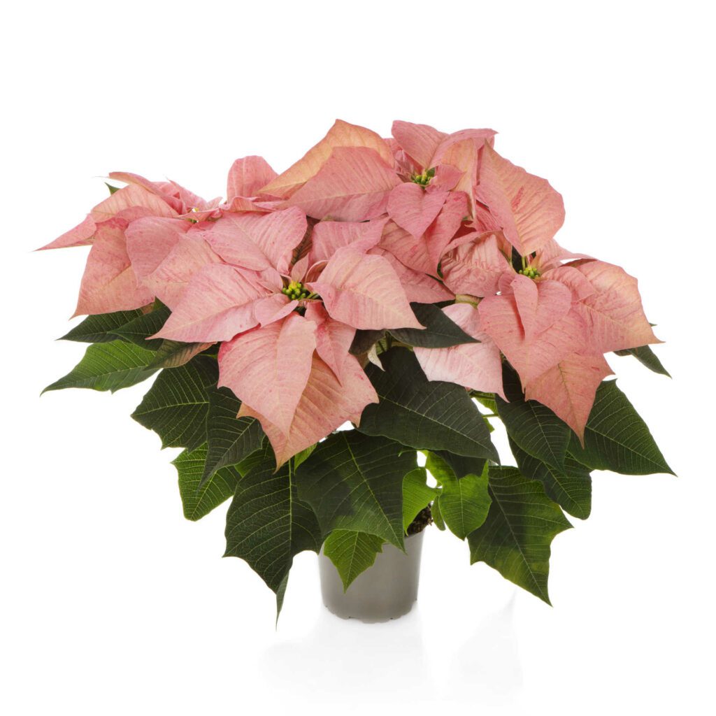 Sugar Plum 15cm Poinsettia