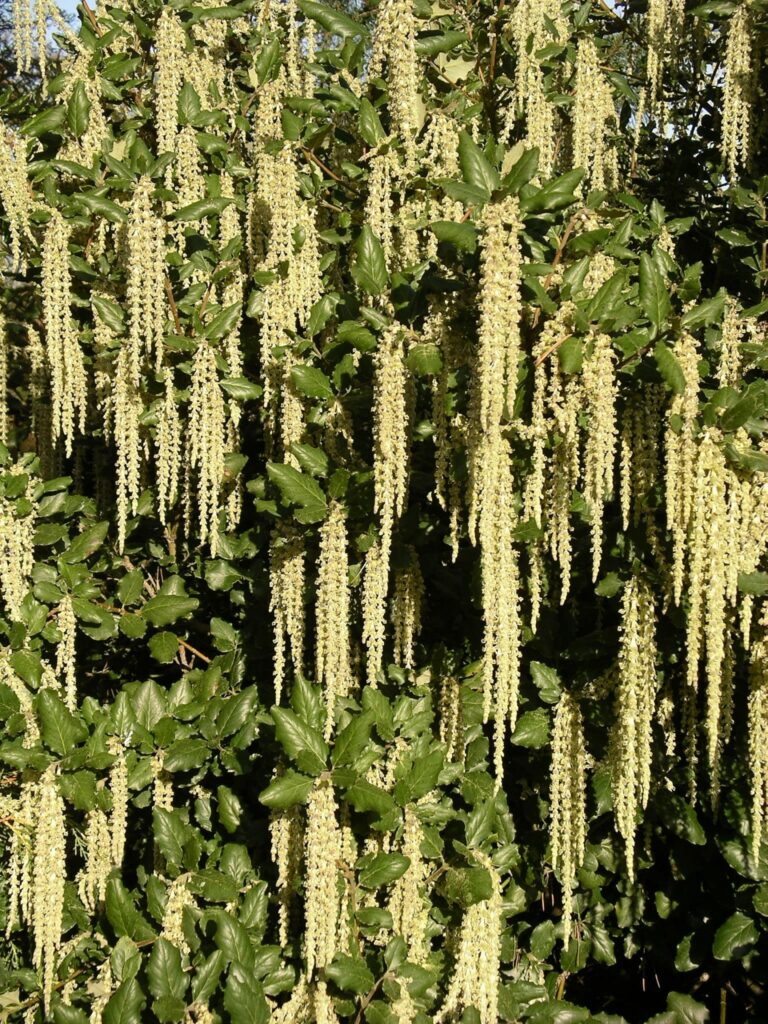 Garrya elliptica ‘James Roof’ 4L 5023242345840