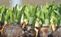 spring bulbs half price homepage block image